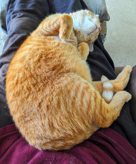 Ginger cat totally relaxed, paws in the air, on his human's lap.