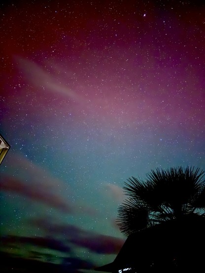 Pink and purple and green Aurora over palmetto trees.