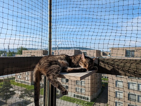 Tabby cat sleeping on a square shelf mounted on a balcony railing with cat netting behind it and a couple of houses and light blue skies in the background 