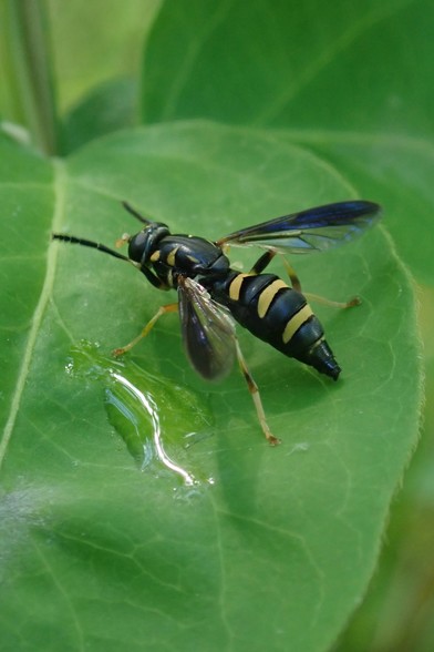 We peer into the dimly-lit world under a bush, where we see some broad green leaves with surfaces undulating like rumpled cloth, and covered with a network of faint yellow veins. A sleek black and yellow insect stands on the foremost leaf. Its abdomen is a black spindle ringed by rounded ridges. The dips between the ridges are painted lemon-yellow. What a powerful looking little race car! The insect's thorax is black with triangular yellow accents, and its black head sports two bright yellow antennae, like the stamens of a flower. The legs reverse the color scheme, being mostly yellow with black bands. The two wings are swept back in a V. The are clear, half tinted with smoke. The insect's front legs are held up, stretched straight out in front of its body.  On the leaf's surface beside the insect there's a drop of water.