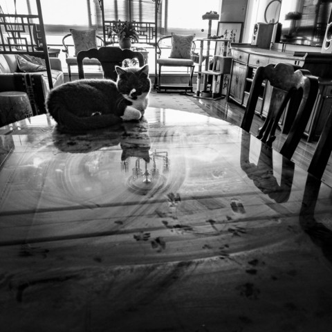 Black and white photo of a cat innocently lying on a glass topped table that is covered in phase prints and skid marks. 