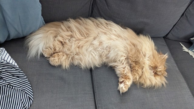 An orange persian cat lying stretched out on a gray couch and taking a nap.