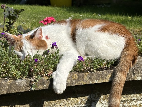 A ginger and white cat sleeps in the sun on a bed of green shrubbery. 