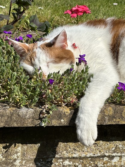 A ginger and white cat sleeps in the sun on a bed of green shrubbery. 