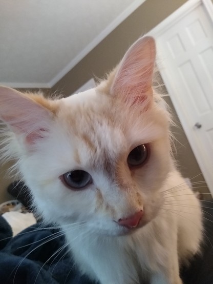 A white kitty up close, looking at the camera 