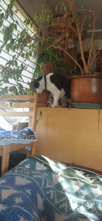The cat Roy on top of a shelf between 2 potted trees