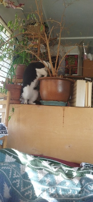 The tuxedo cat Roy climbing into the big ficus tree pot.