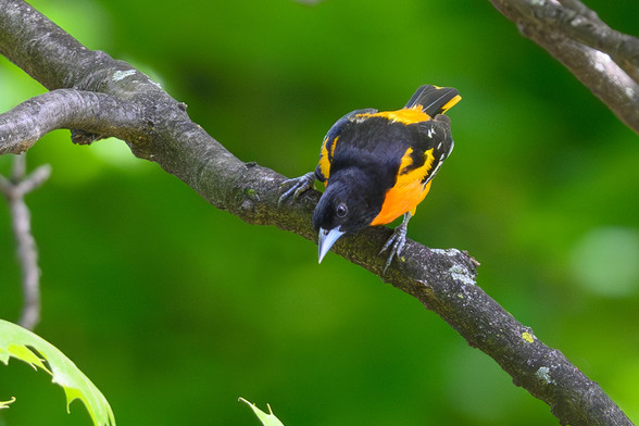 A Baltimore Oriole perched on a branch with its head titled sideways, looking down as if ready to fly off.