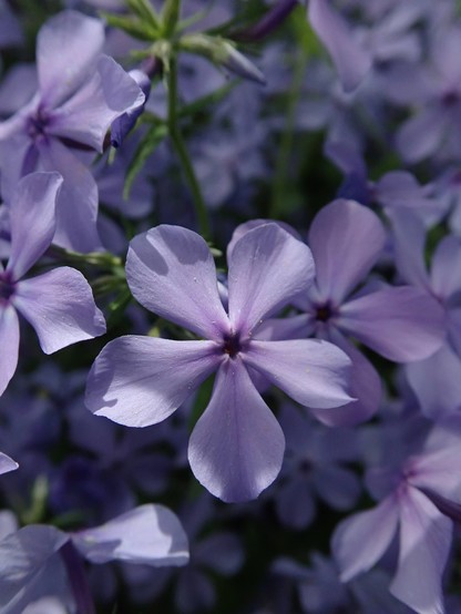 We look down on a sunny jumble of light purple flowers (phlox) in full bloom. Each flower is a tiny trumpet with a bell that flares out into a wide flat star made of five pear-shaped petals. The narrow opening of the trumpet is a dark five-pointed-star-shaped void in the center. The petals have a silky texture with delicate ripples and beautiful subtle gradations of color.  Sunlight lies lightly on them. They are speckled with barely visible white dots of pollen.