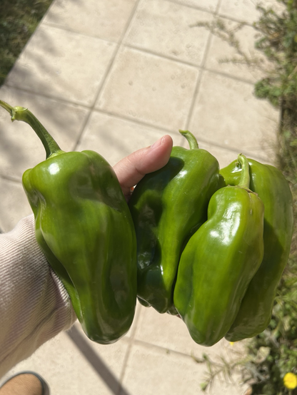 Four green peppers 