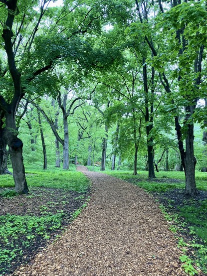 View of path covered with wood chips through lush, green trees.