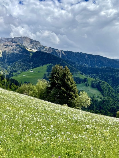 A pasture of narcissus in front of 200/2300 summits.