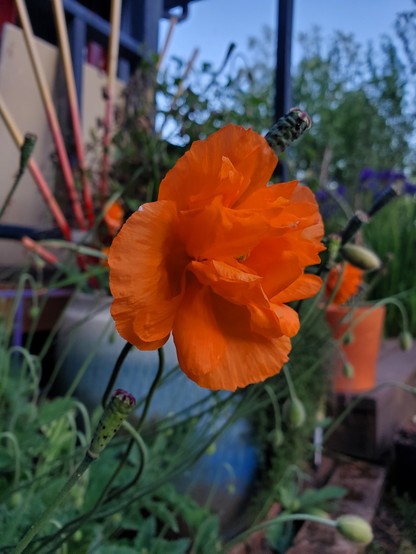 Bright orange poppy with multilayered petals