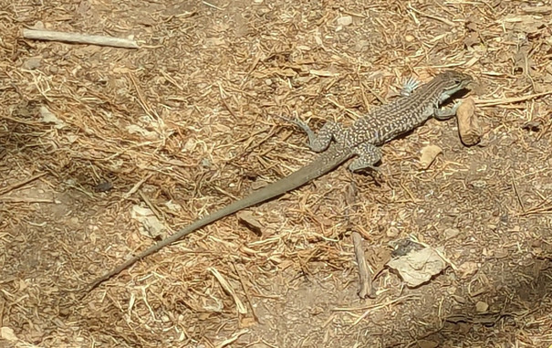 Chihuahuan Spotted Whiptail: a very slender, graceful lizard with a long tail, and lines of buff-colored spots and stripes on a medium brown background.