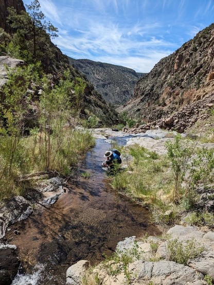 A small but pretty stream, Rito Frijoles, leading up to the top of a waterfall. There's a fair amount of vegetation by the streamwide, and rocky canyon walls away from the stream. A hiker crouches at the edge of the stream, photographing something in the water with her phone.