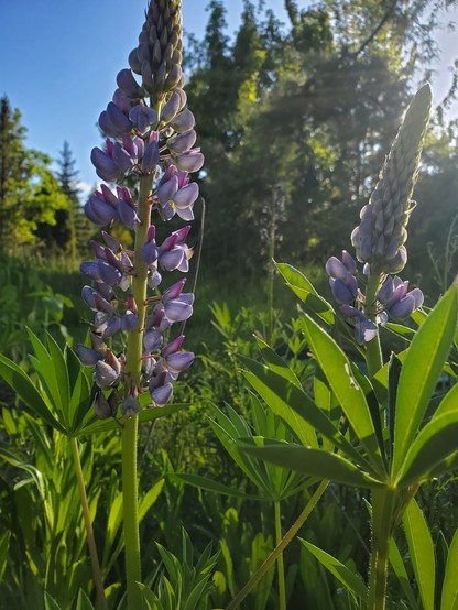 Small blue and purple flowers on a stalk, partially back lit by the sun