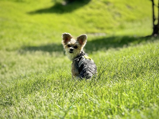 The objectively most adorable Yorkie in the world  sits in a brightly sunlit grassy backyard, looking towards the camera.