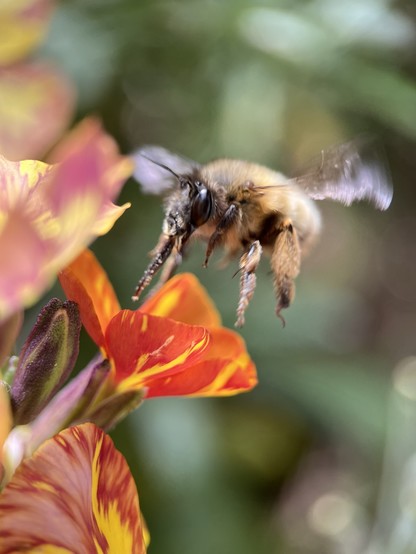 A close-up shot of a solitary bee flying near vibrant orange and yellow flowers.