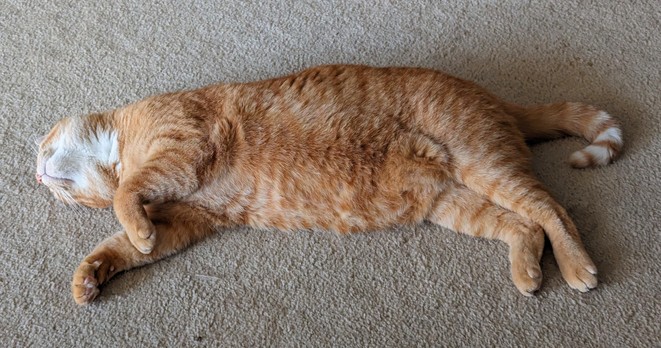 Ginger cat with a fat belly flaked out on a beige carpet.