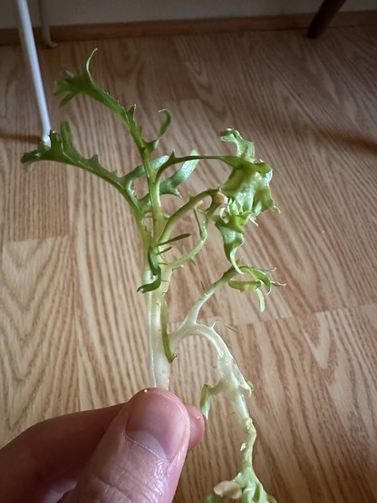 Unidentified vegetable. It’s like if arugula got shrunk on one axis.
