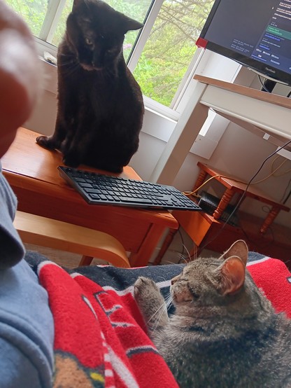 Small grey kitten sits on my lap on a red-and-black blanket, while a big old black cat looks on from a small table next to the chair. There's a keyboard on the table next to the chair, and a monitor on a table above them, on which a mastodon screen is showing.  The vibe is peaceful. 