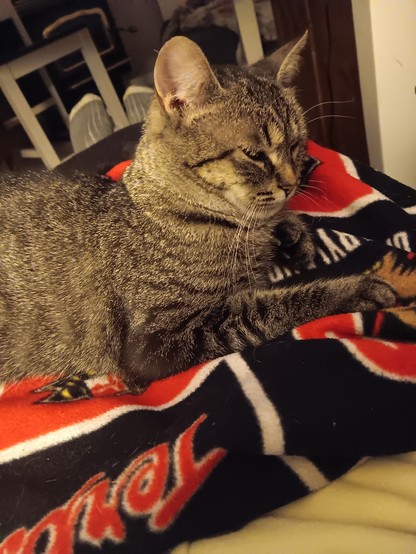 Grey tabby lounges upon a black/white/red blanket. She owns everything around her with the sheer power of her eyebrows.
