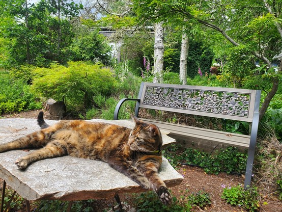 Orange and brown torbie cat laying on a rock table in front of garden bench, shrubbery, trees, foxglove flowers
