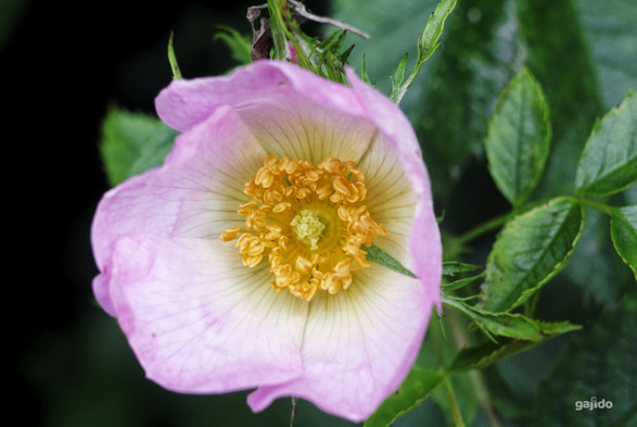 A dog rose flowering in the hedgerow