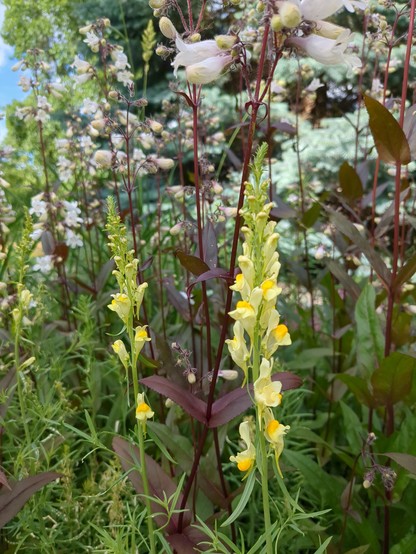 Tall stems of yellow flowers in the foreground. Subtly tinted pink flowers in the background.