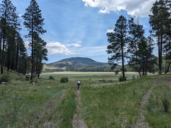 A mountain biker rides down a trail through ponderosa pines, heading for a large grassy meadow with a mountain at the far side.