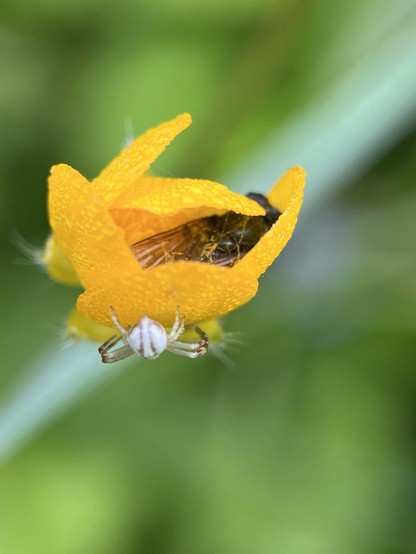 Close-up of a small white crab spider on a yellow flower with a dead fly stashed inside it