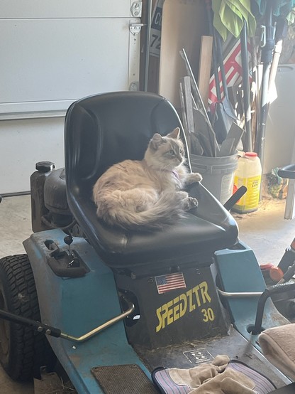 A white cat in the seat of a riding lawnmower parked in a garage. The cat is named Donut, and she is beautiful.