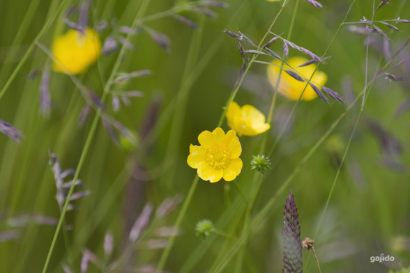 Buttercups and grass in a semi-blurry scene of summer