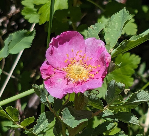 A wild rose: a brilliant pink flower with yellow stamens