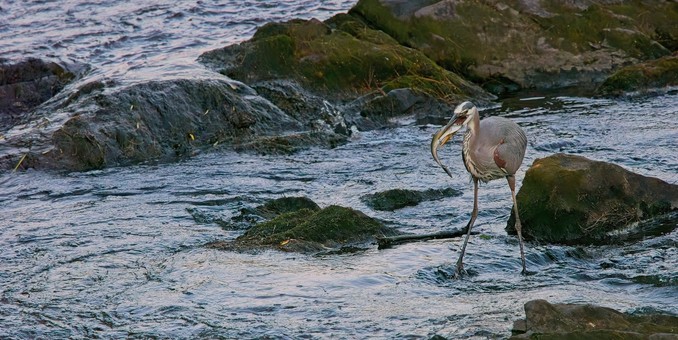 A heron stands in a flowing river, fish in its mouth. The water is obstructed by large moss coated rocks and ridges.
