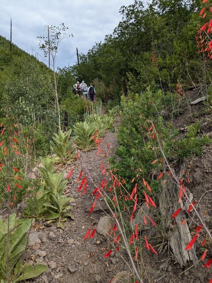 Slender red penstemon flowers on tall stalks line a trail. In the distance are hikers who have just passed through.