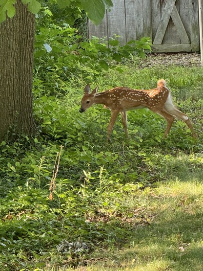 A young deer with white spots on its back standing in a lush, green area near a tree and an old wooden shed.