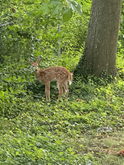 A young deer with spots stands amidst lush green foliage near a tree trunk.