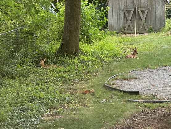 Two fawns resting in a backyard; one is in the grass near a tree, the other is on a patch of greenery next to a shed.