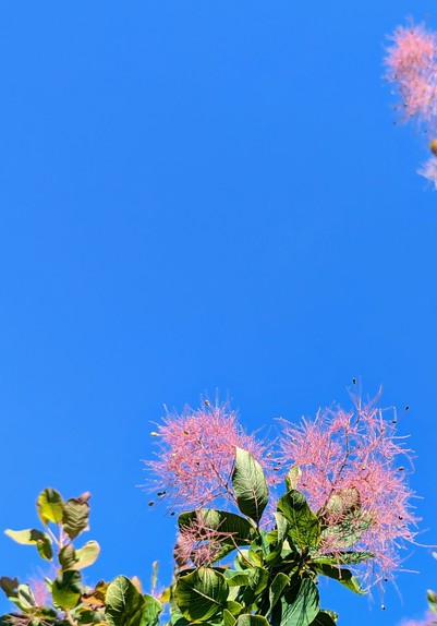 Two purple American Smoke Tree blossoms against a clear blue sky. The blossoms are in the bottom of the image with another blossom just barely visible in the top right.