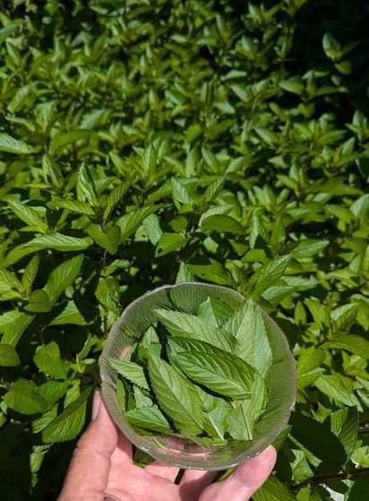 A bowl of about 30 freshly picked mint leaves held over a background of mint plants that seem to recede off into infinity.