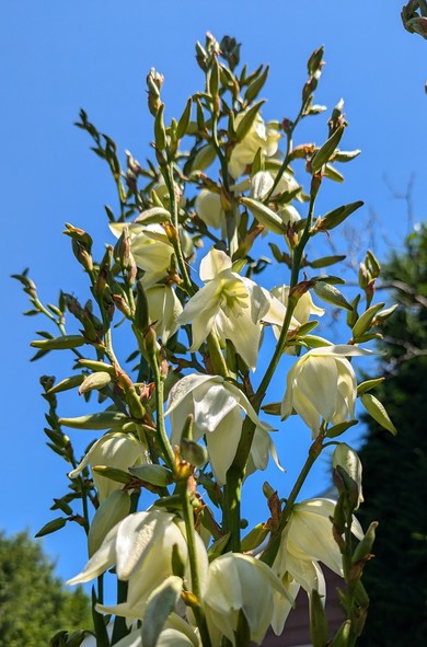Yucca stem with a large number of opening white blossoms against a clear blue sky.