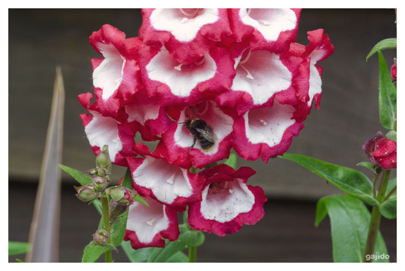 A bee carefully backing out of a red bell-shaped penstemon