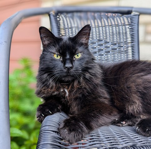 A fluffy black cat sitting on a chair on the porch by the front door. He can see the entire front yard from here so is truly King of his Domain. He is fully prepared to repel any visiting neighbourhood dogs who come by for their regular morning treats.