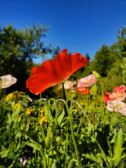 Red poppy against very blue sky, with other pink, white, and red poppies in the background 