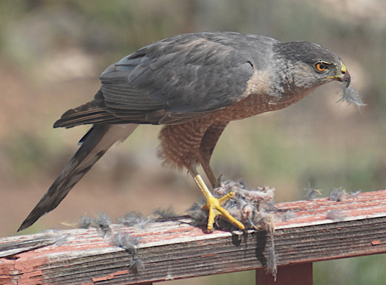 A Cooper's hawk on a wooden fence holding a freshly killed and mostly eaten bird. The hawk has some feathers caught in its bill and is holding the remains of its meal with its feet.