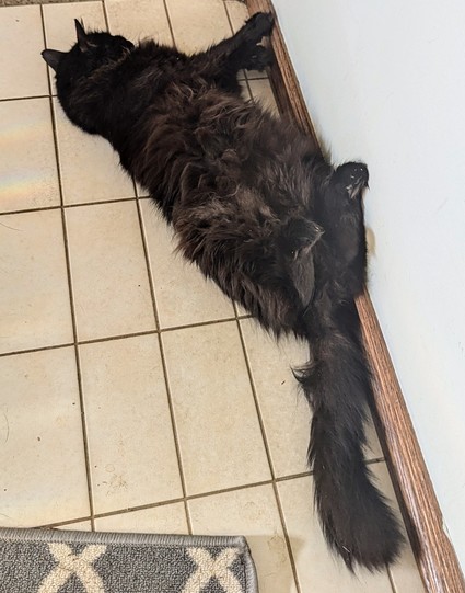 Fluffy black cat lying on his back on ceramic tiles up against a wall.