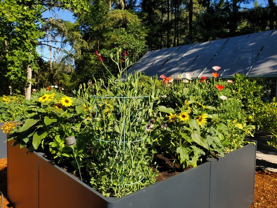 A landscape shot of blooming yellow, orange, pink, and white flowers of various types in an L-shaped raised bed. 