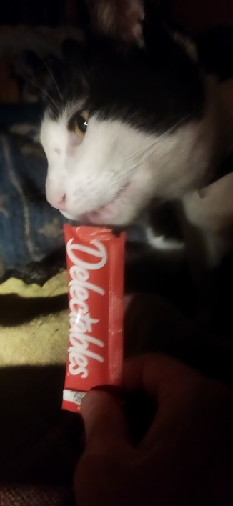 The cat Roy getting a licky stick as reward when he finally came out from hiding from loud fireworks.