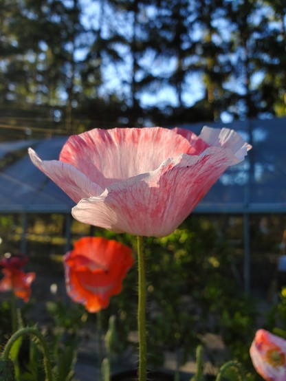 White poppy with pink streaks. Photo taken looking at the flower from the side. Sun coming in from left. A red poppy in the background 